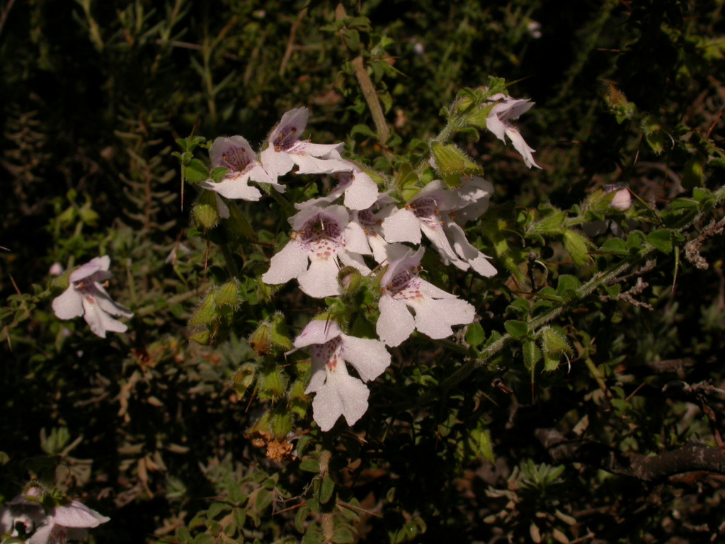 Prostanthera arapilensis (hero image)