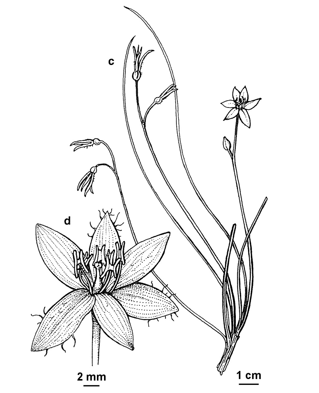 Hypoxis hygrometrica var. villosisepala (hero image)