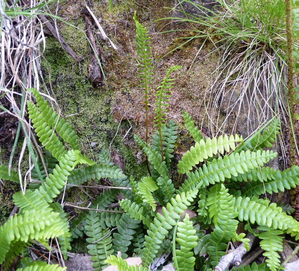 Blechnum (hero image)