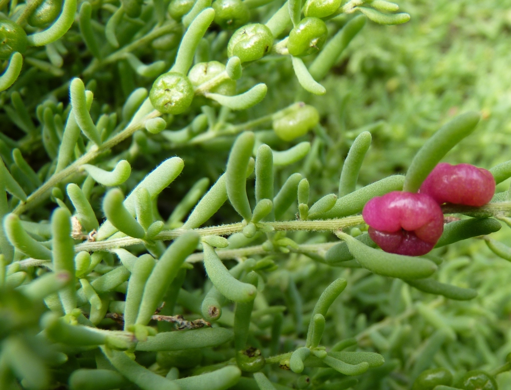 Enchylaena tomentosa (hero image)