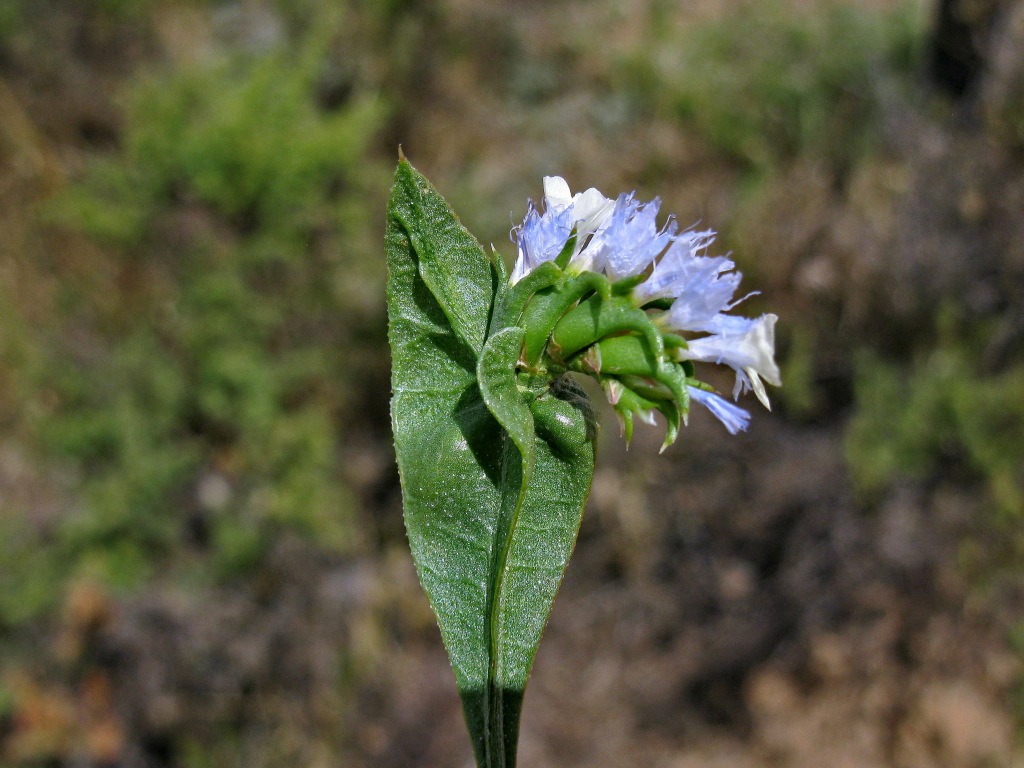 Limonium lobatum (hero image)