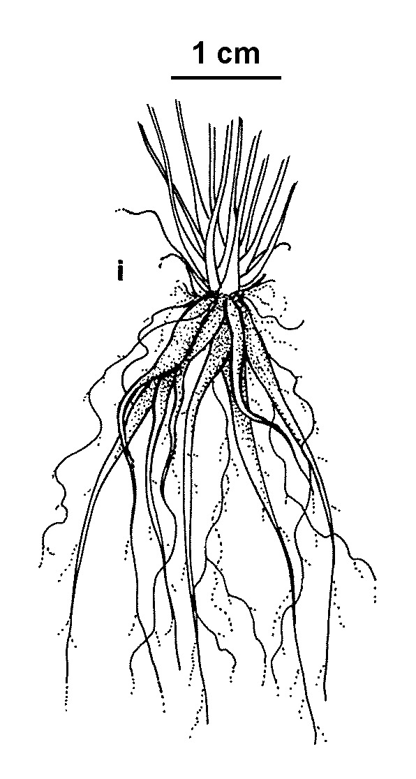 Cardamine gunnii (hero image)