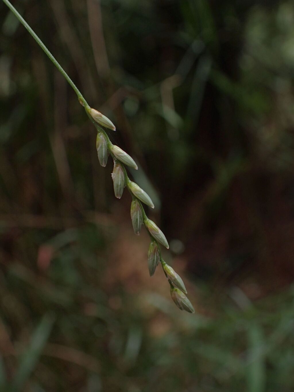 Tetrarrhena juncea (hero image)