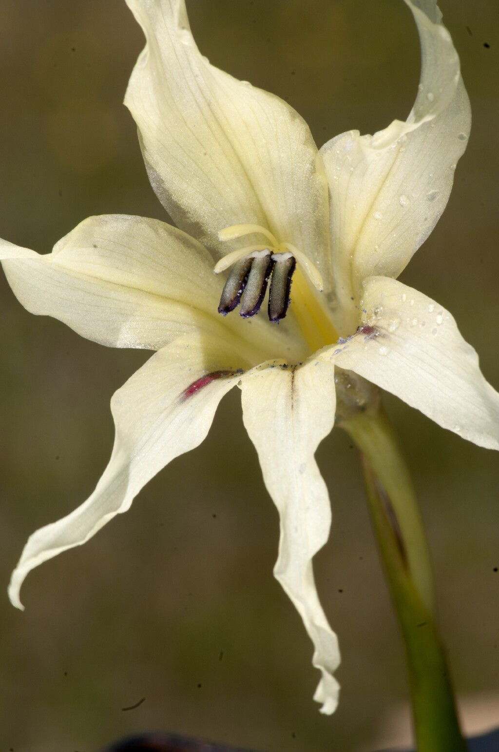 Gladiolus undulatus (hero image)