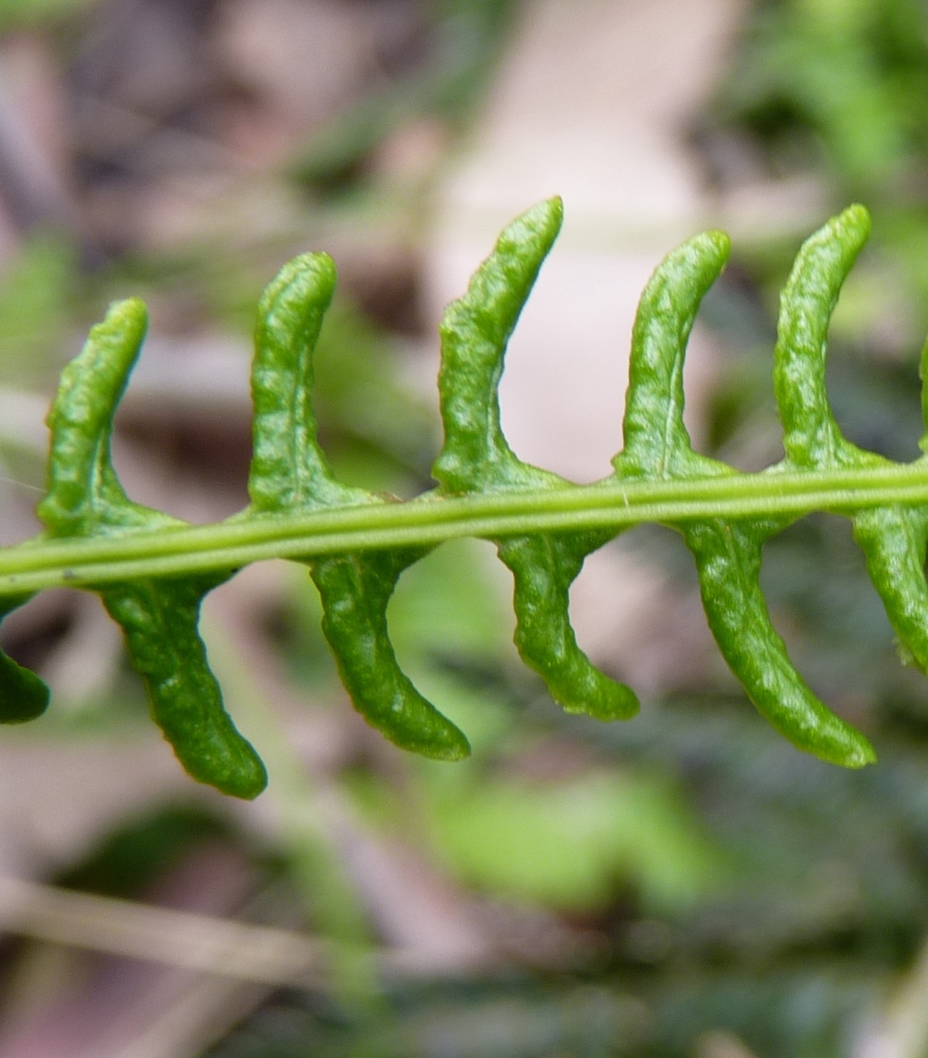 Blechnum penna-marina (hero image)