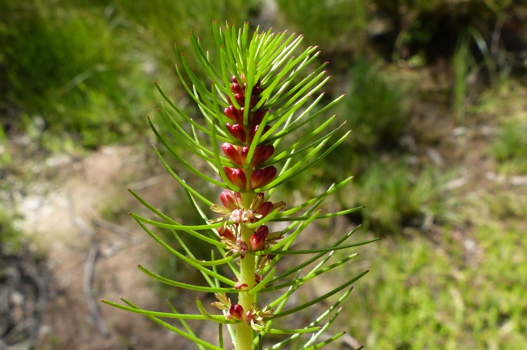 Myriophyllum crispatum (hero image)