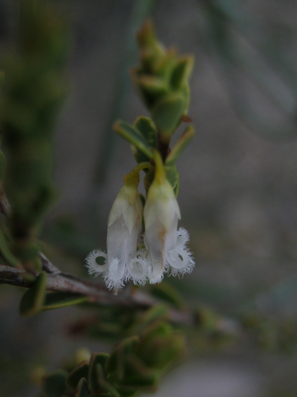 Styphelia woodsii (hero image)