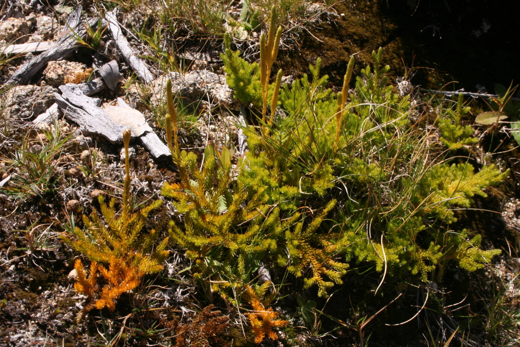 Lycopodium fastigiatum (hero image)