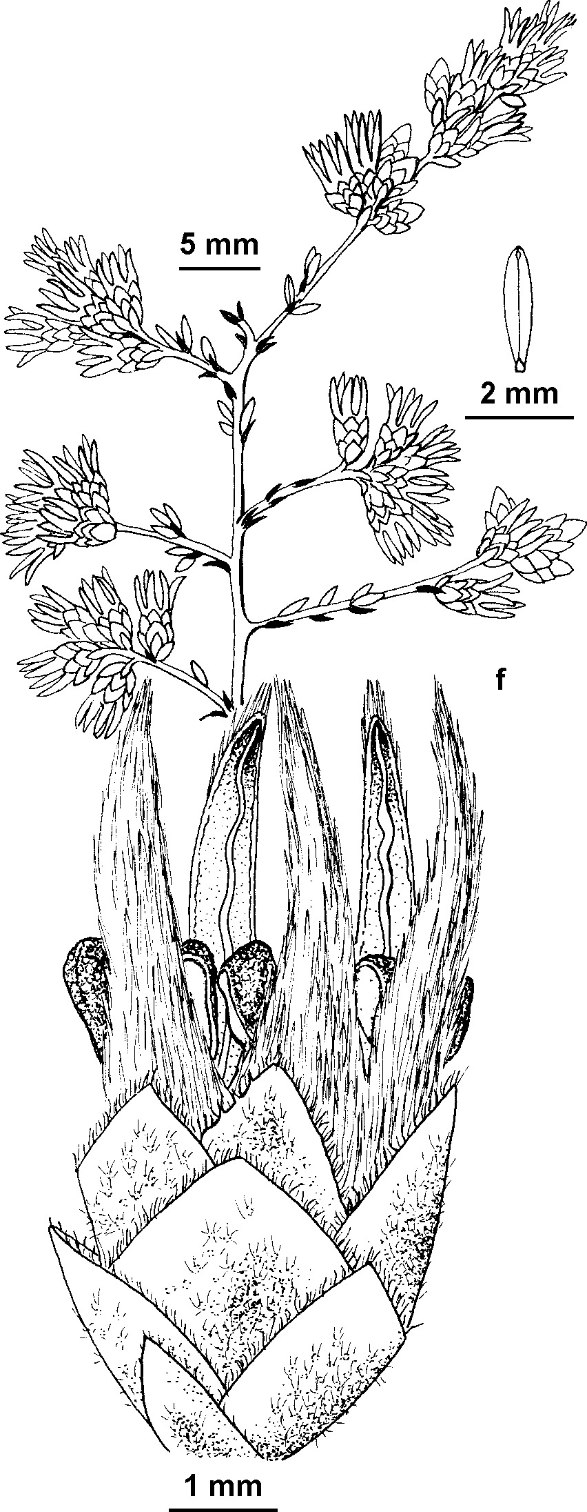 Cryptandra magniflora (hero image)