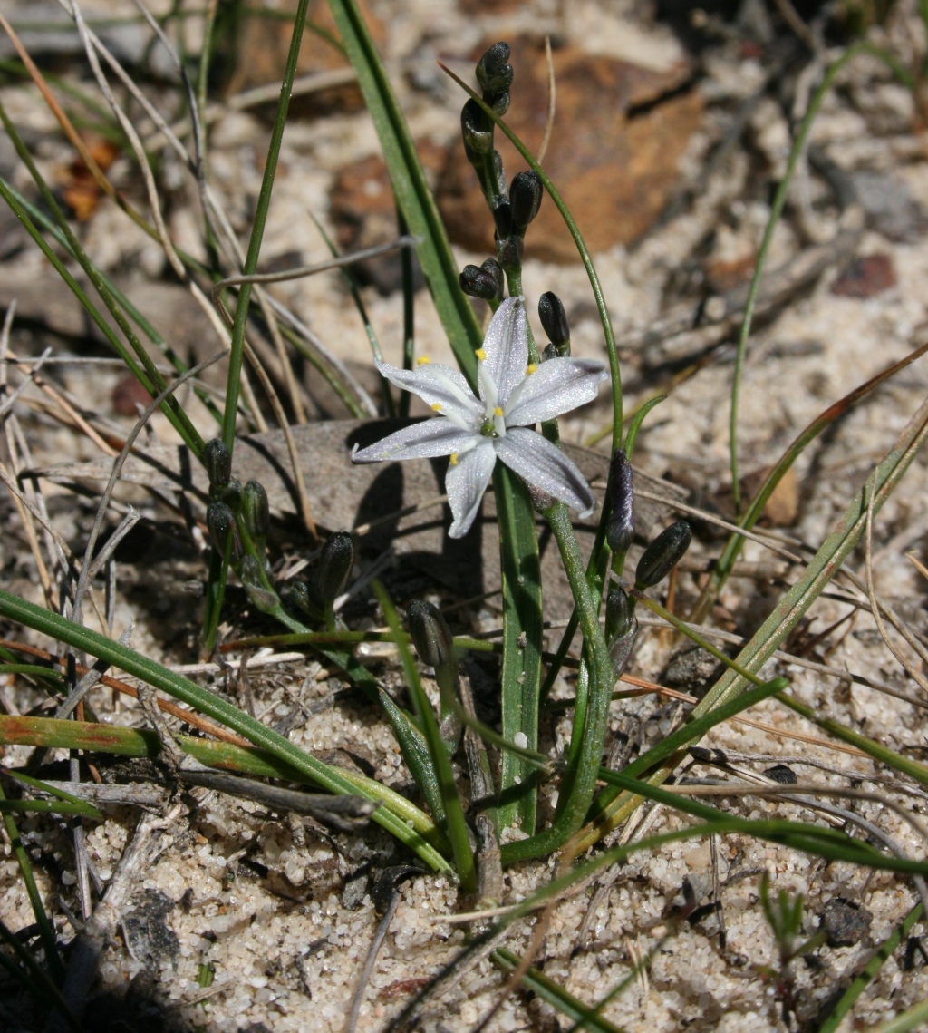 Caesia parviflora var. parviflora (hero image)