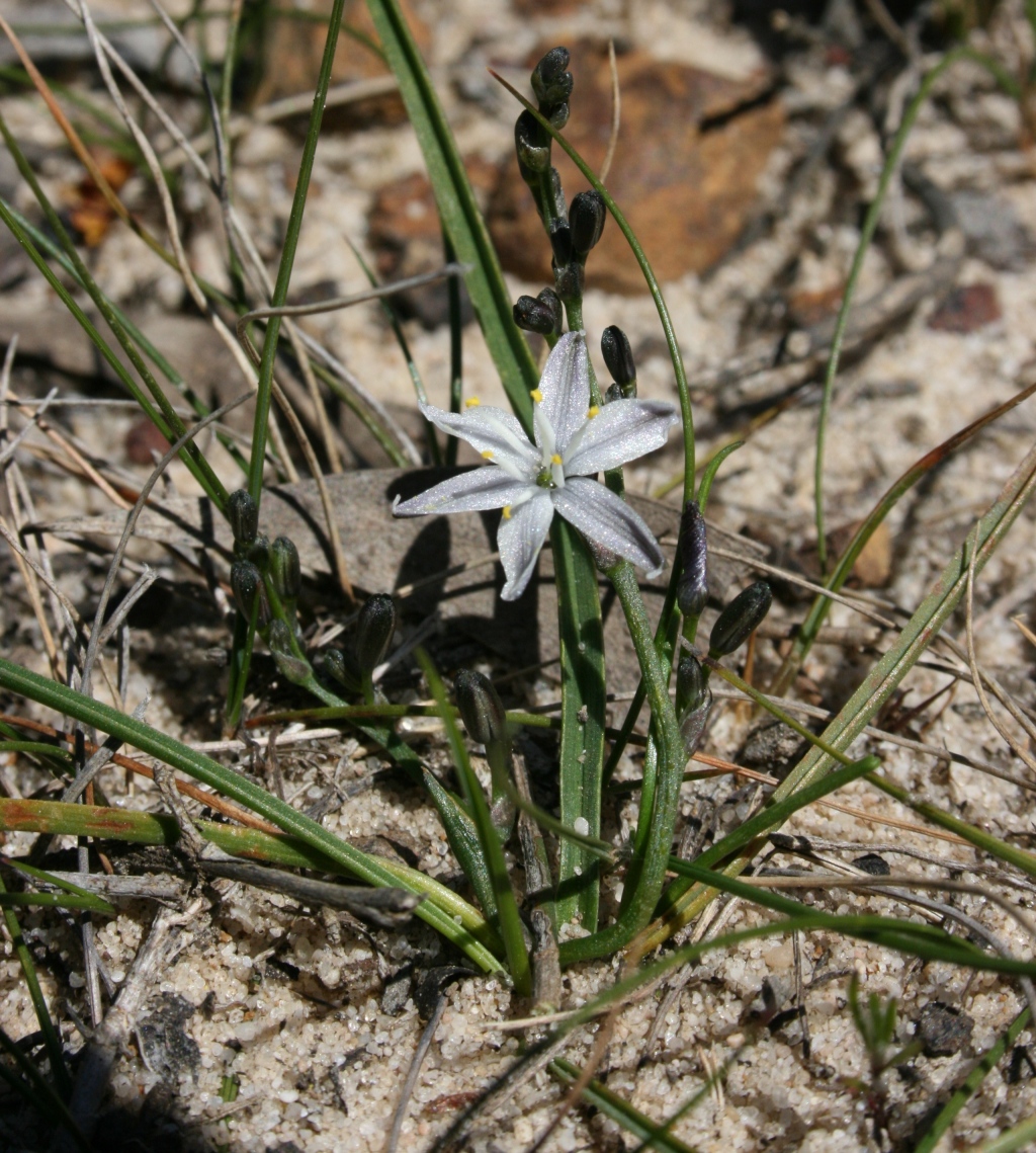 Caesia parviflora (hero image)