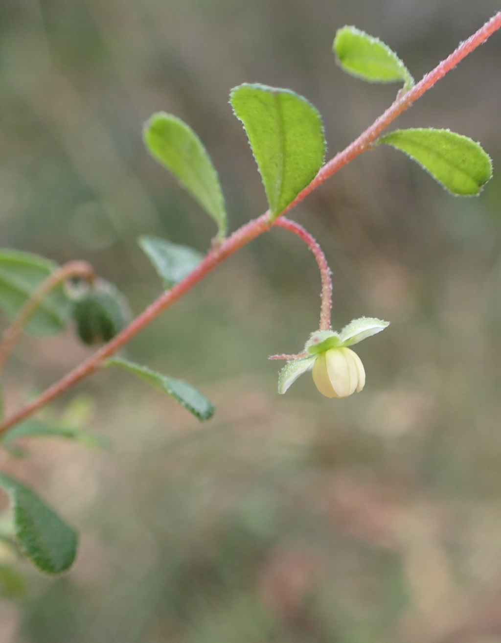Hibbertia pallidiflora (hero image)