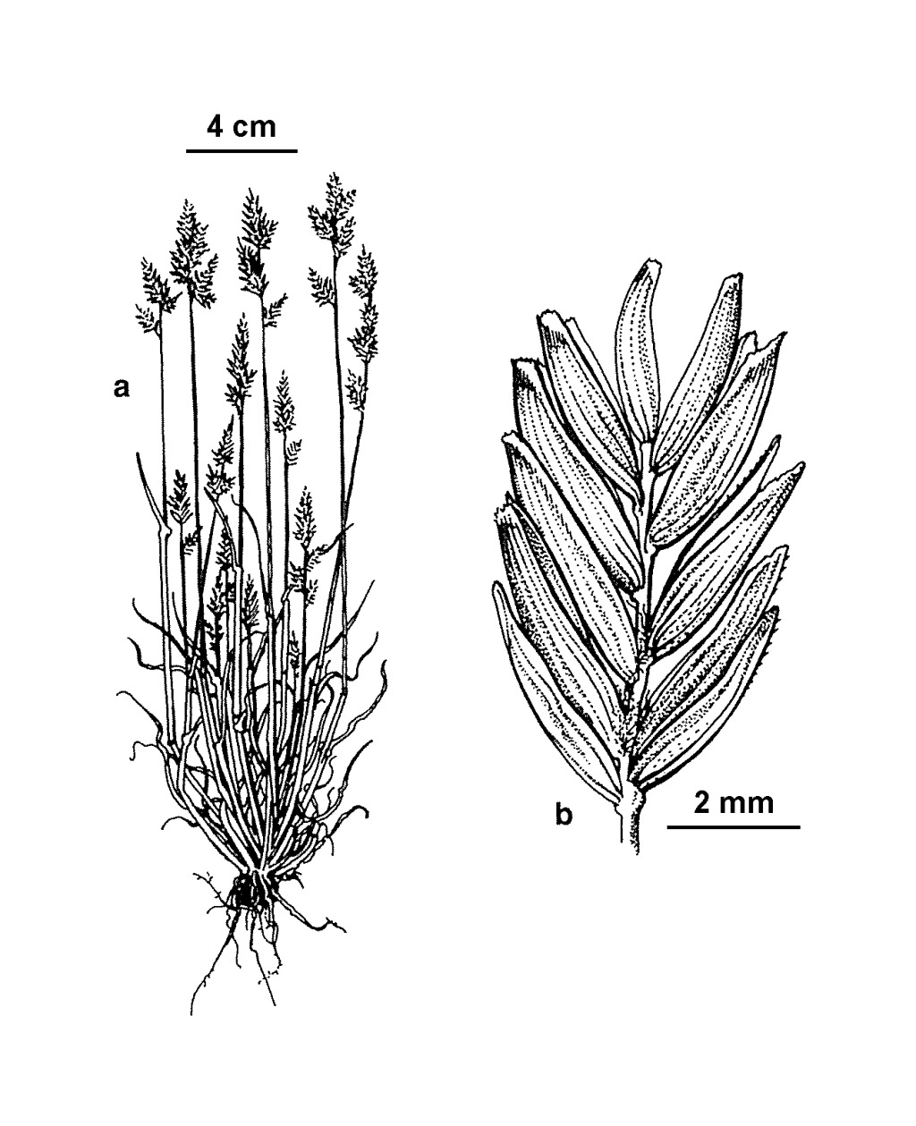 Poa fax (hero image)