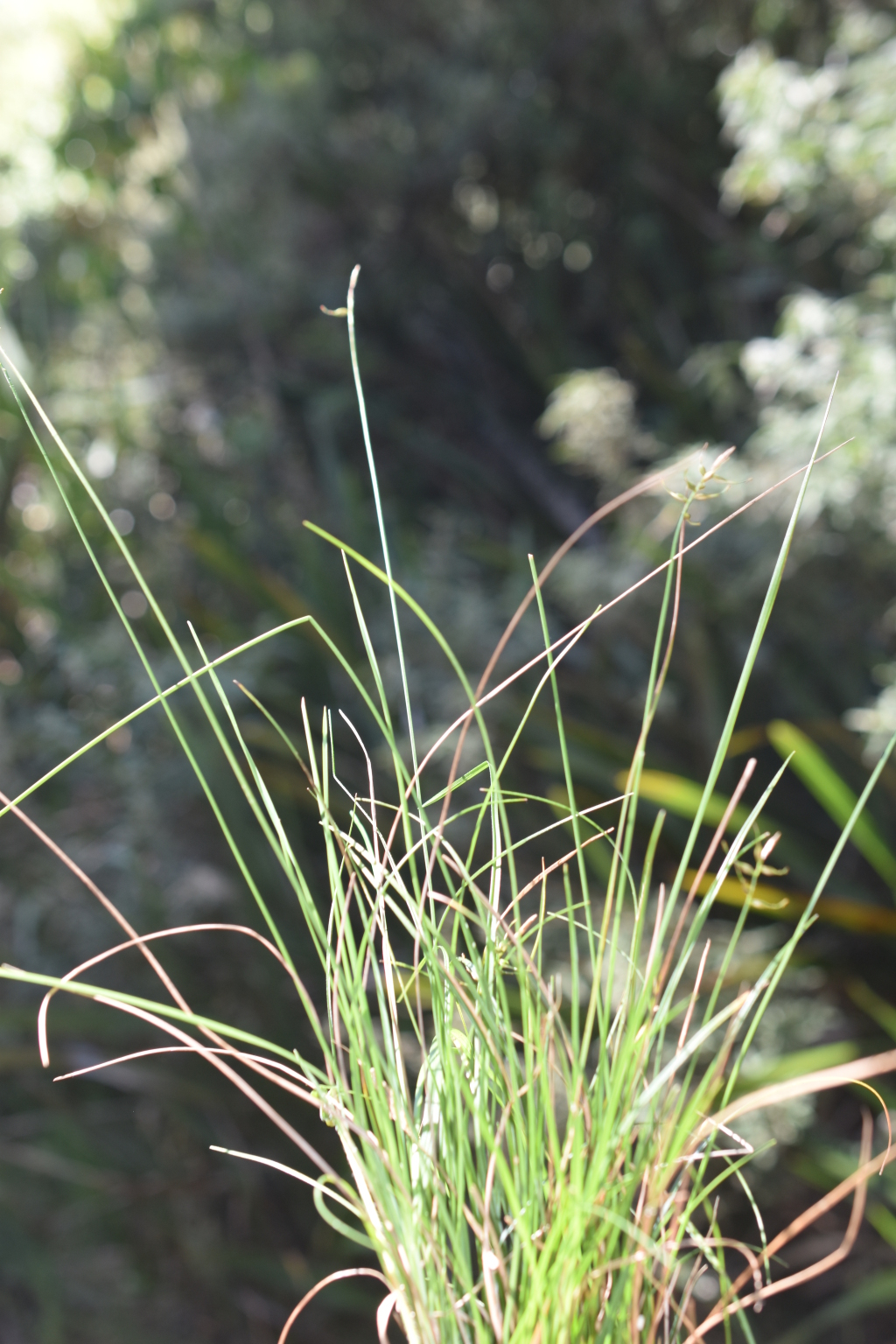 Carex flaccida (hero image)