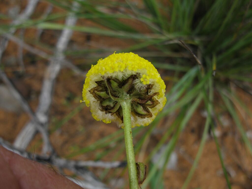 Craspedia variabilis (hero image)