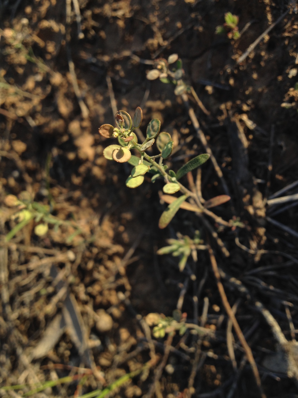 Alyssum linifolium (hero image)