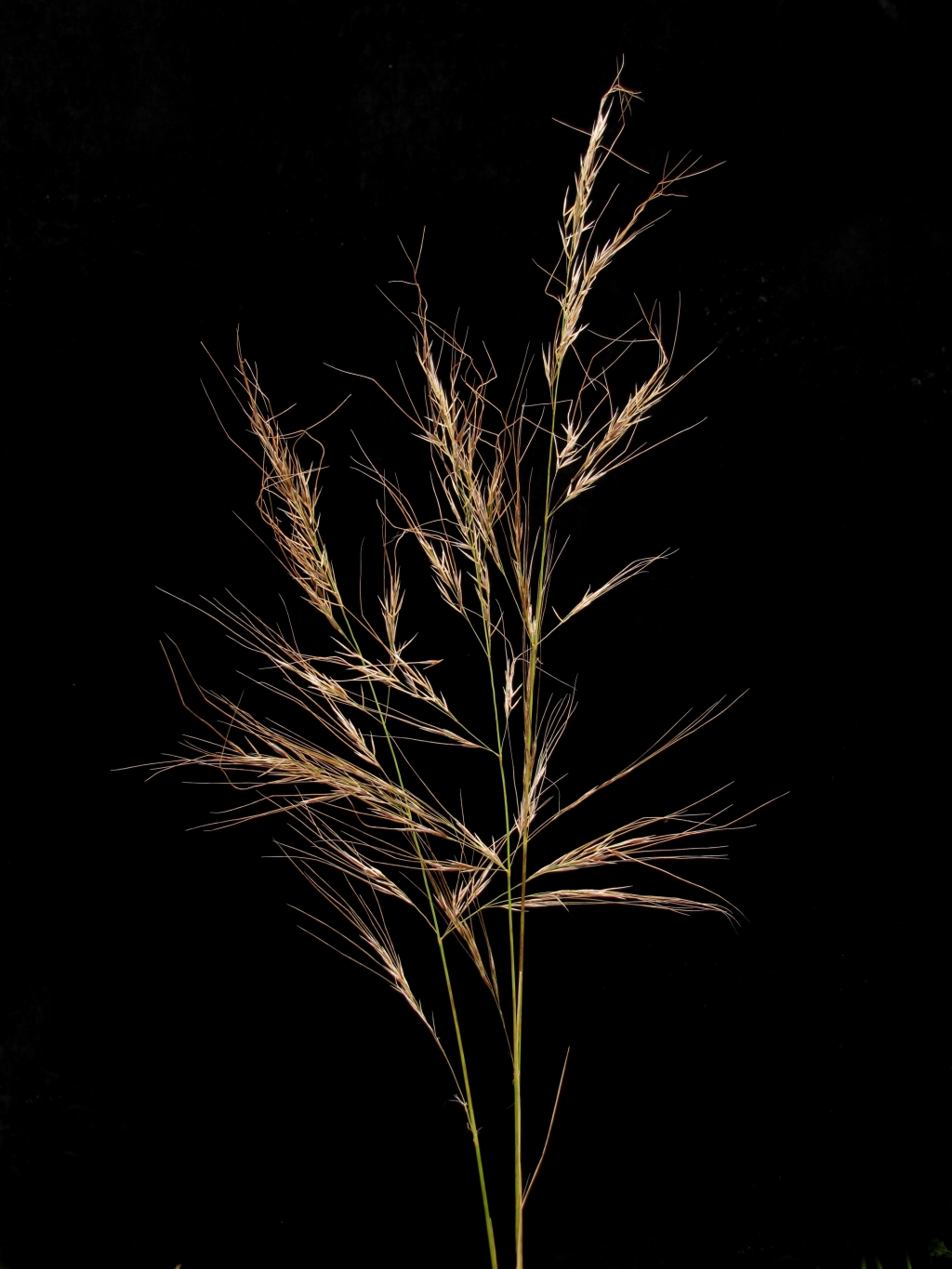 Austrostipa flavescens (hero image)