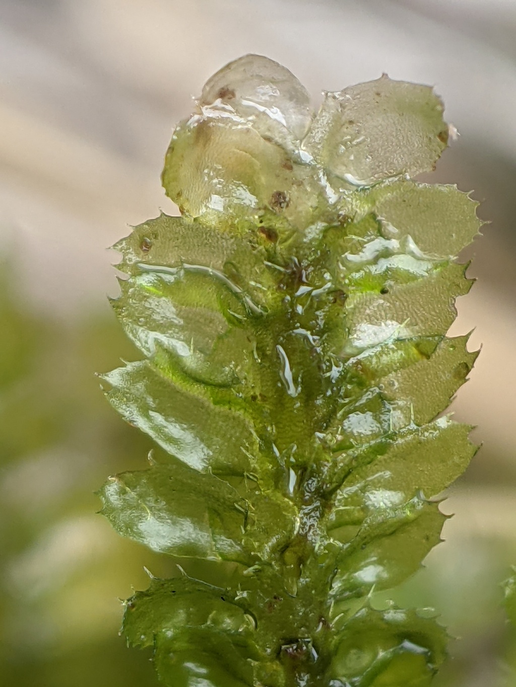 Balantiopsis diplophylla (hero image)