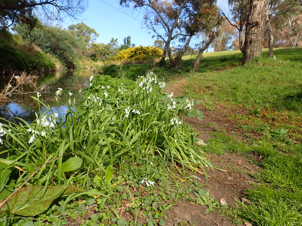 Allium triquetrum (hero image)