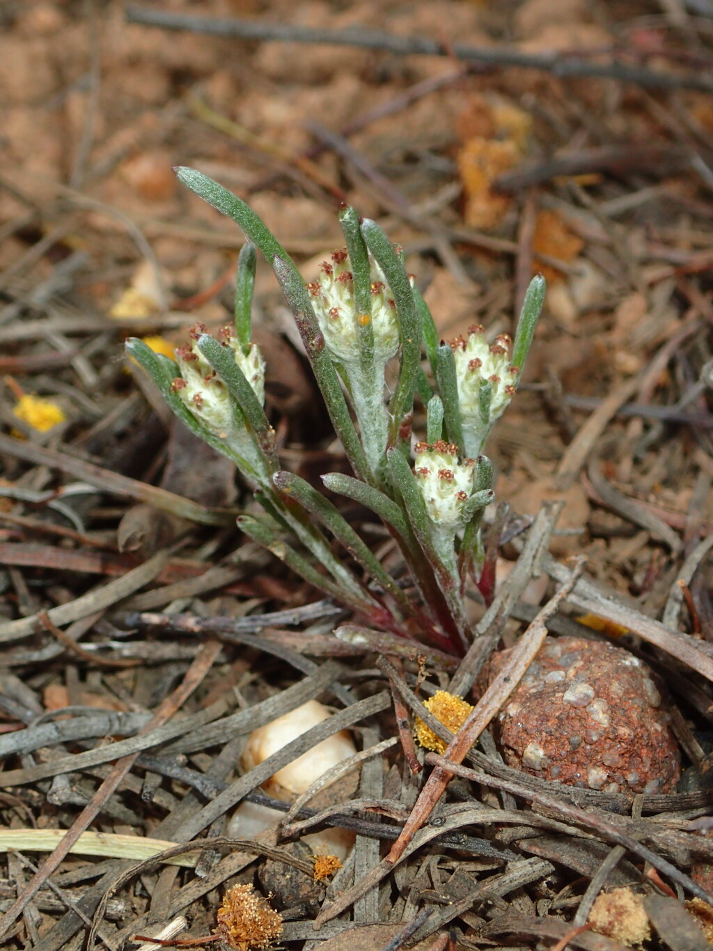 Blennospora drummondii (hero image)