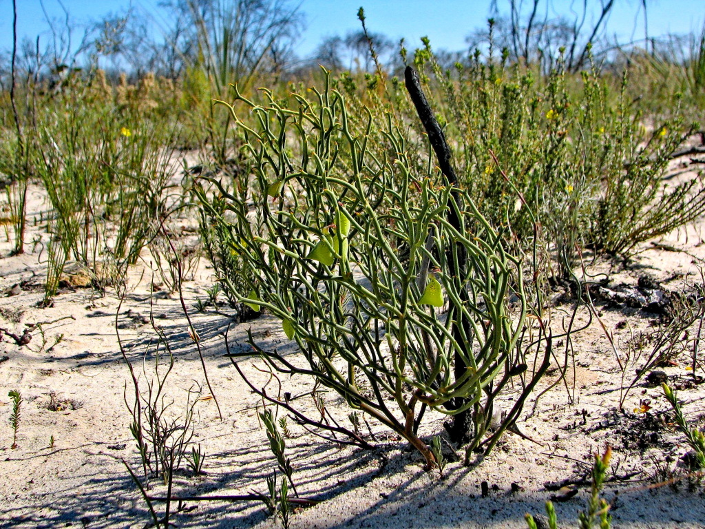 Daviesia brevifolia (hero image)