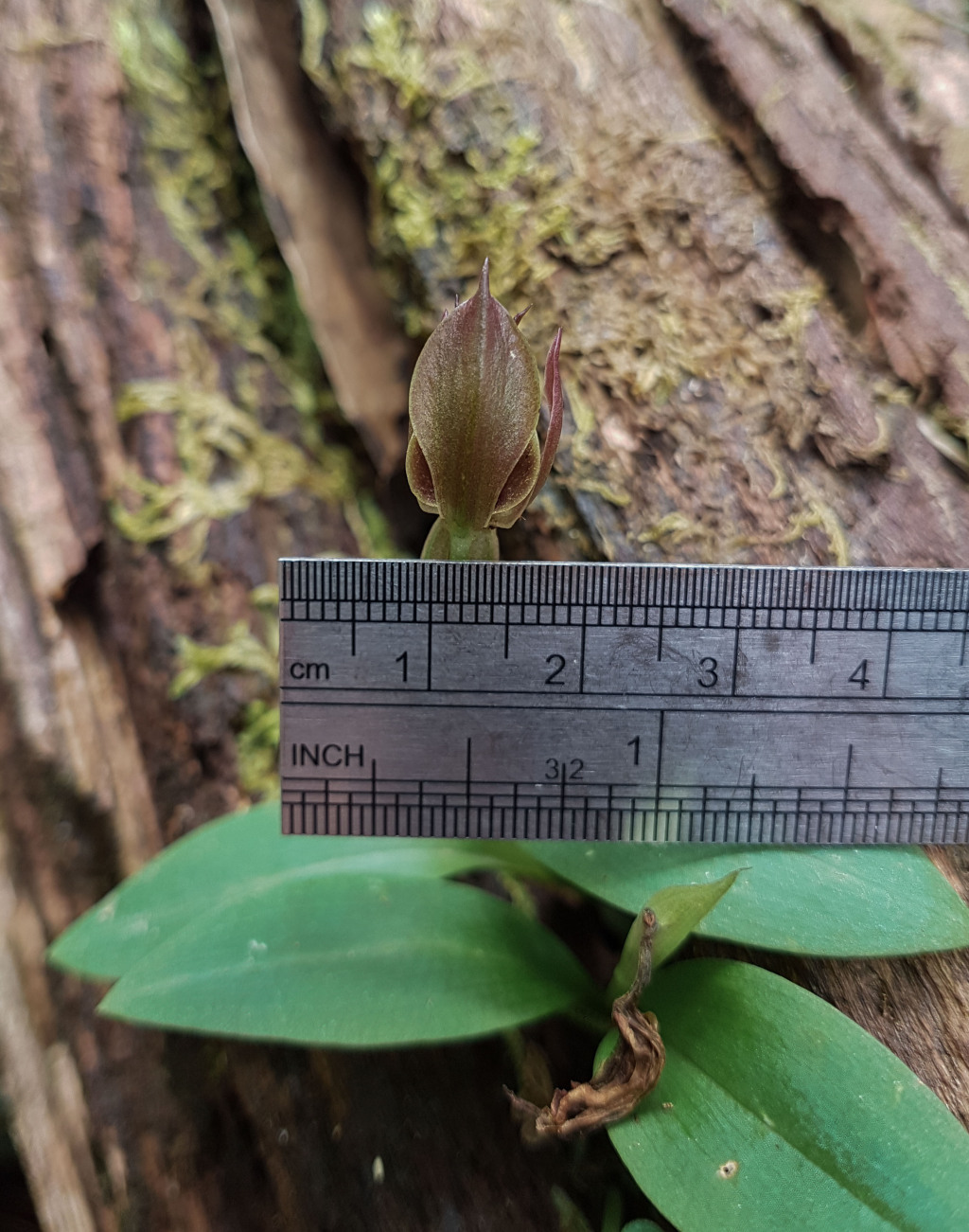 Chiloglottis jeanesii (hero image)