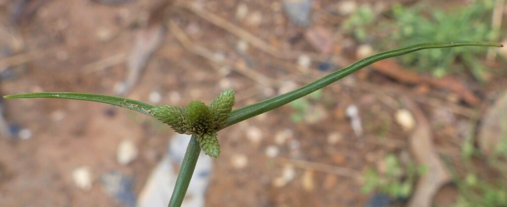 Cyperus leptocarpus (hero image)