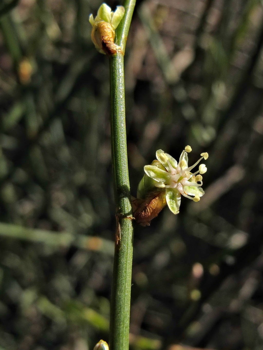 Duma florulenta (hero image)