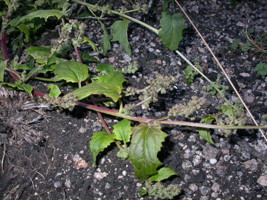 Chenopodium erosum (hero image)