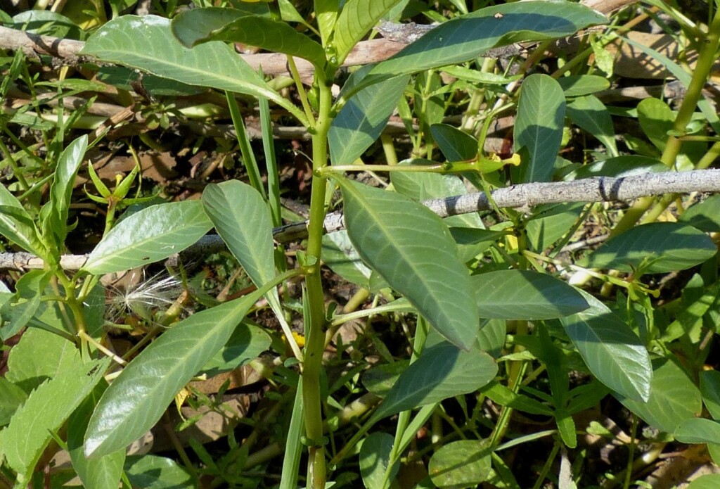 Ludwigia peploides (hero image)