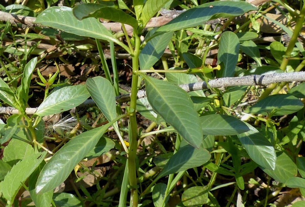 Ludwigia peploides subsp. montevidensis (hero image)