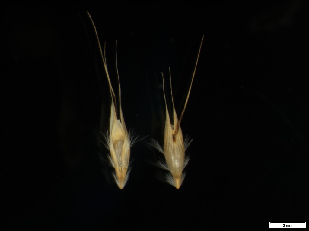 Rytidosperma penicillatum (hero image)