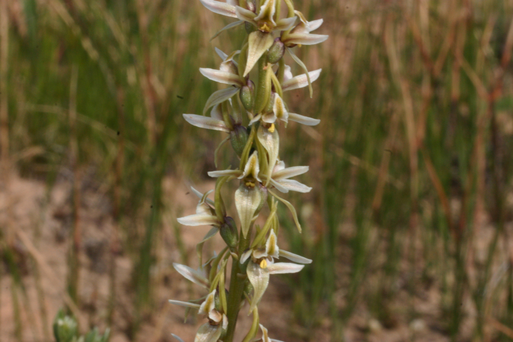 Prasophyllum argillaceum (hero image)