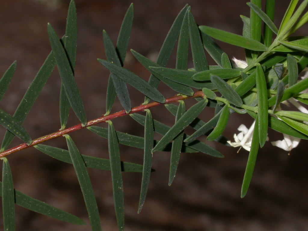 Pimelea linifolia subsp. linoides (hero image)