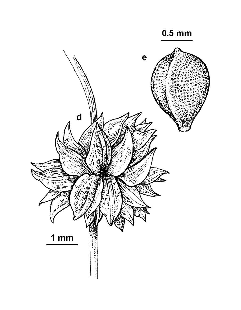 Isolepis stellata (hero image)