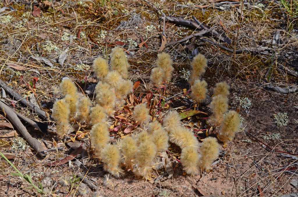 Ptilotus (hero image)