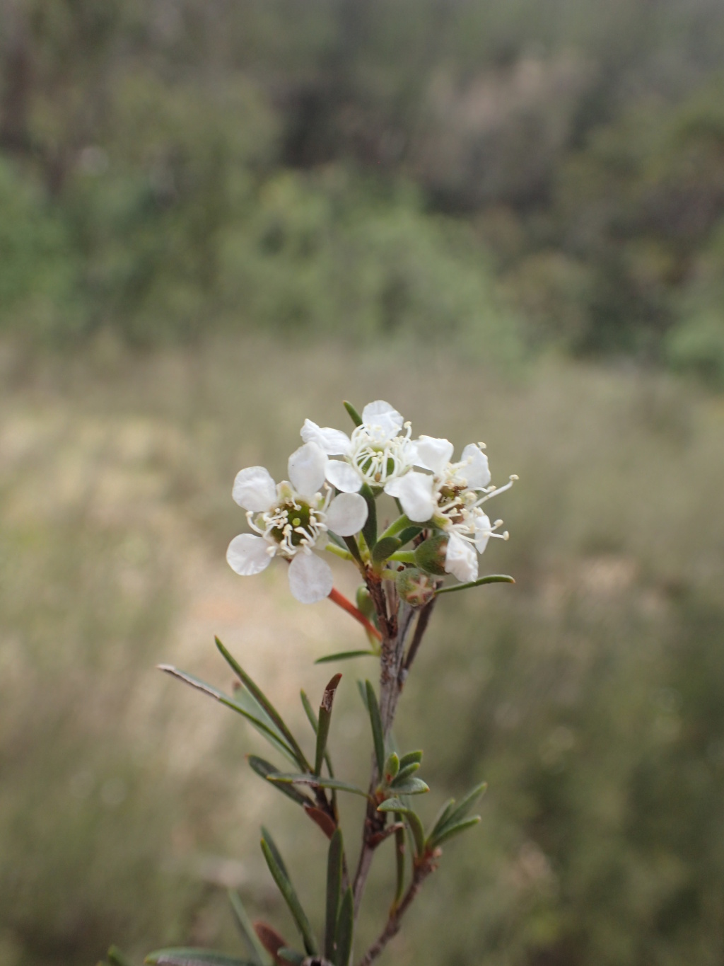 Kunzea phylicoides (hero image)