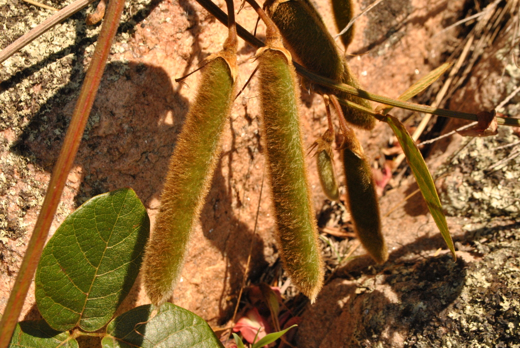 Kennedia rubicunda (hero image)