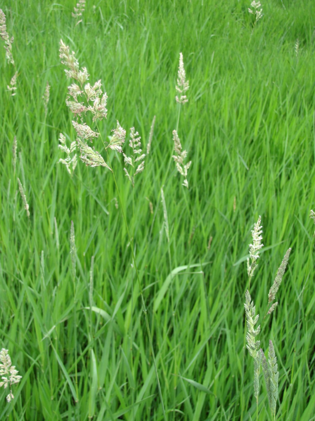 Phalaris arundinacea (hero image)