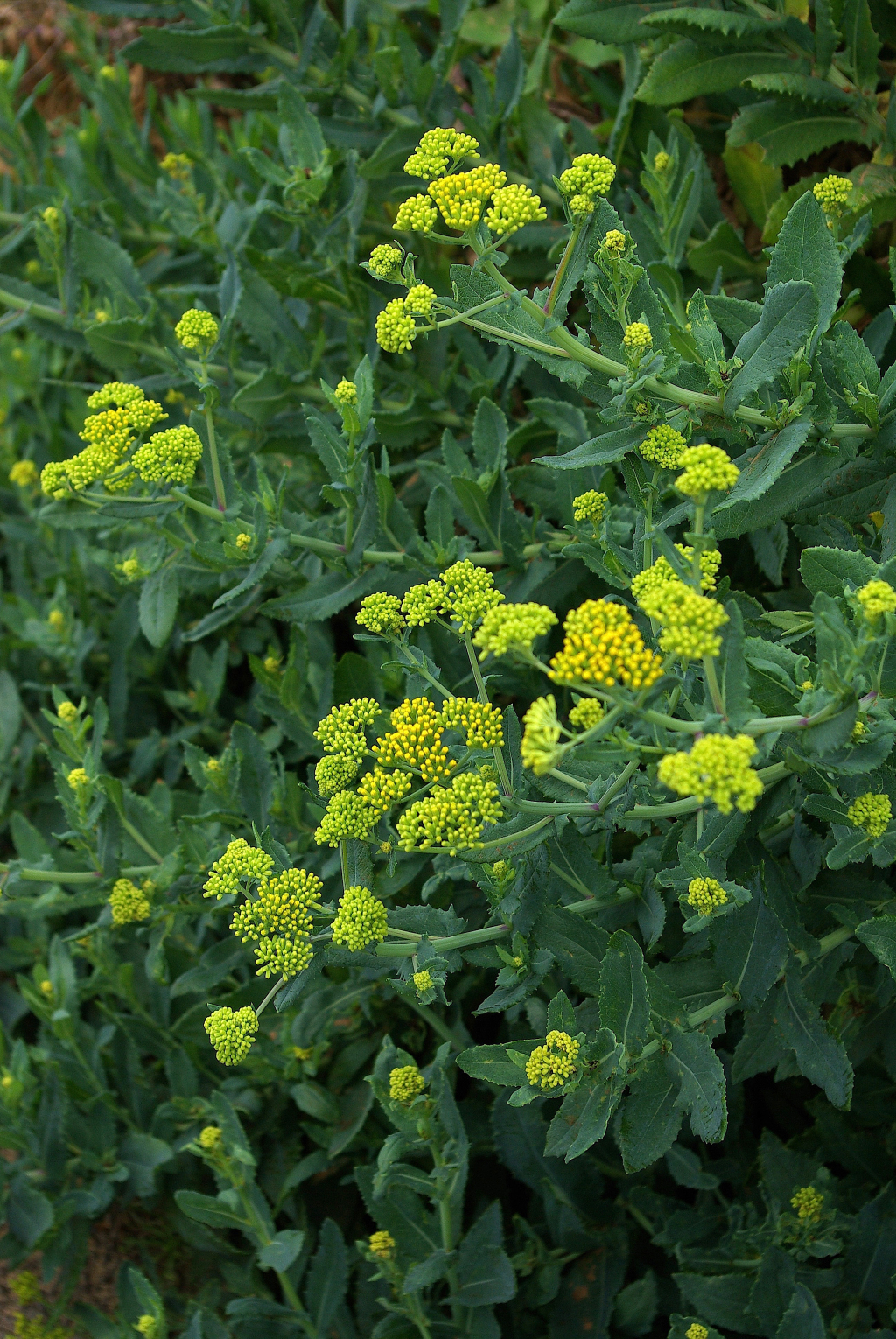 Senecio odoratus (hero image)