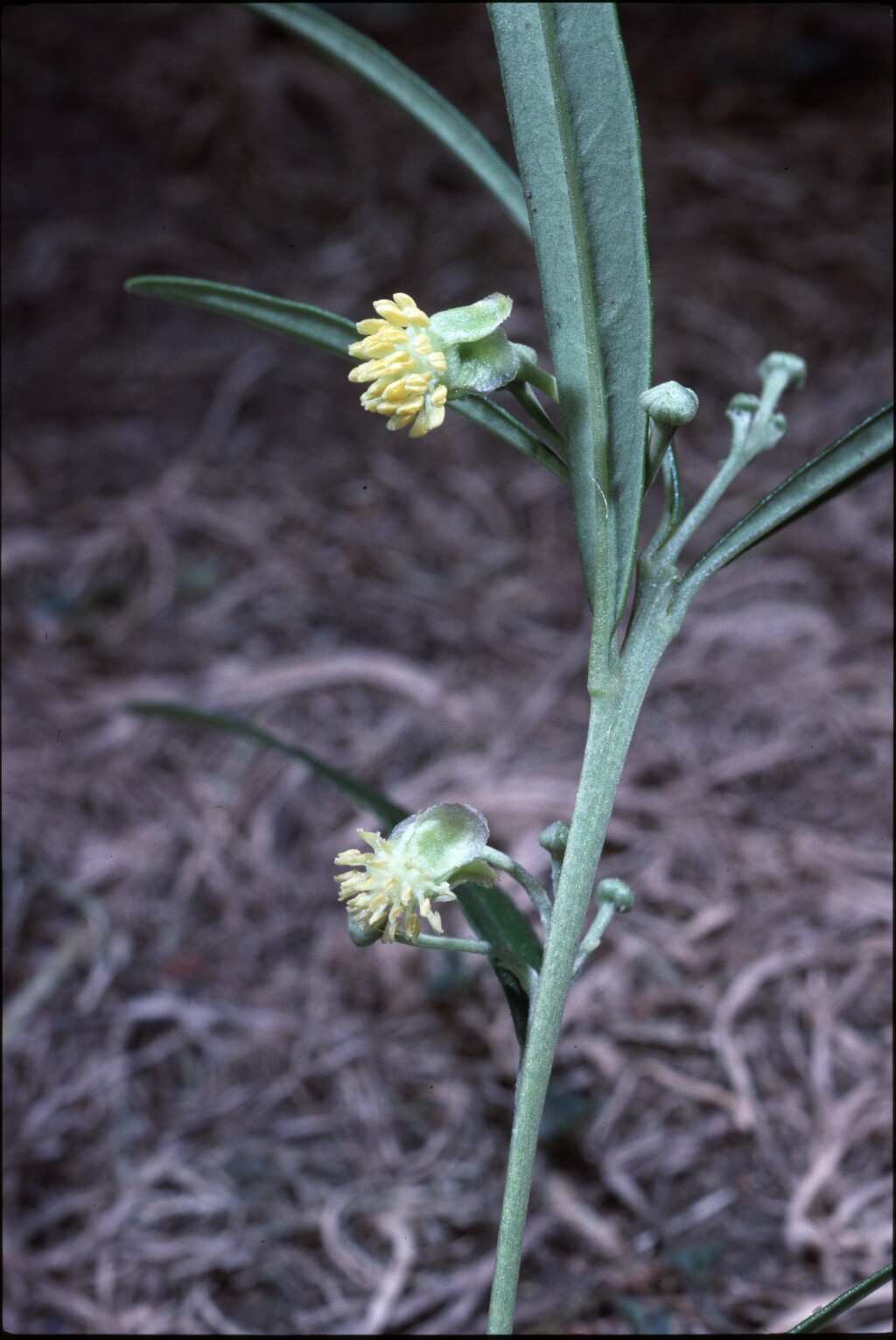 Beyeria lanceolata (hero image)