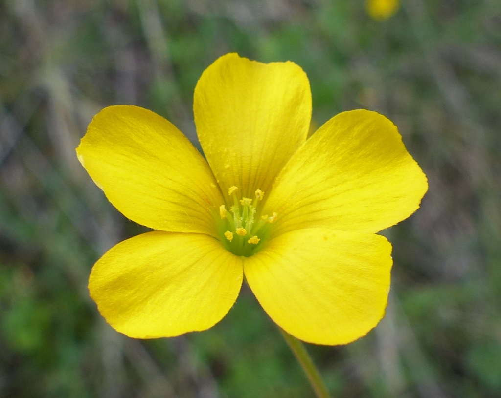 Oxalis perennans (hero image)