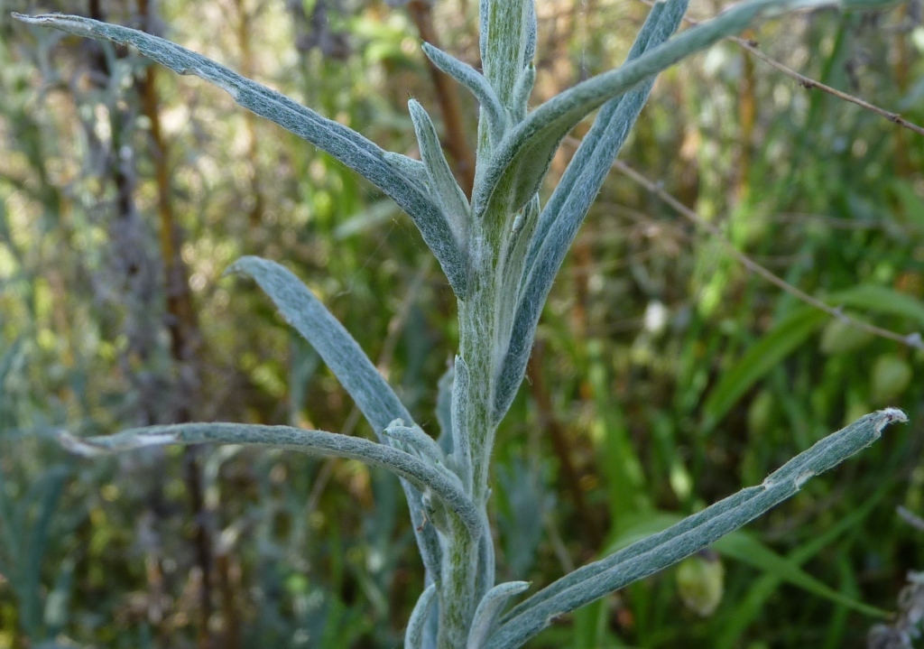Chrysocephalum semipapposum subsp. lineare (hero image)