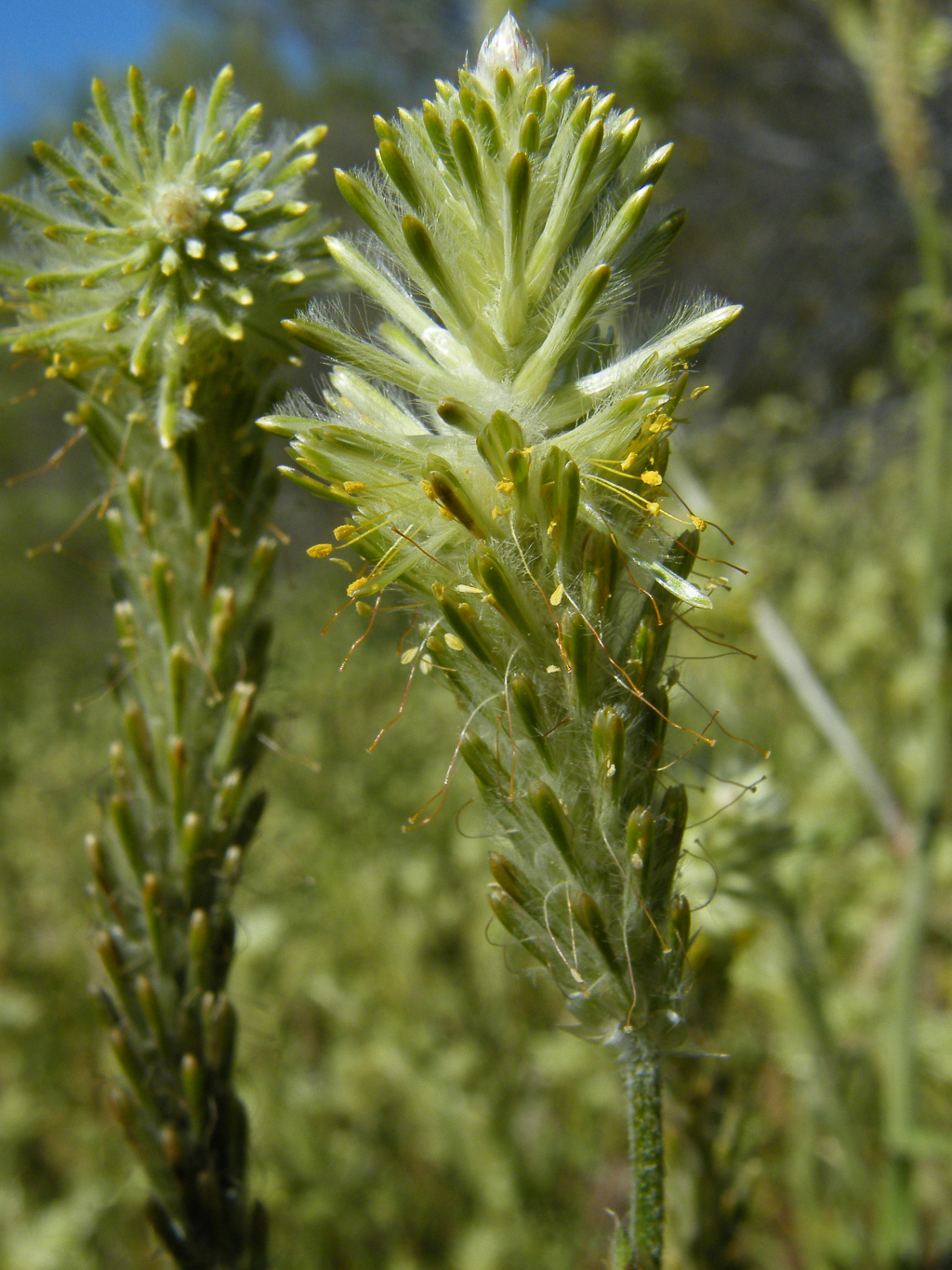 Ptilotus polystachyus (hero image)