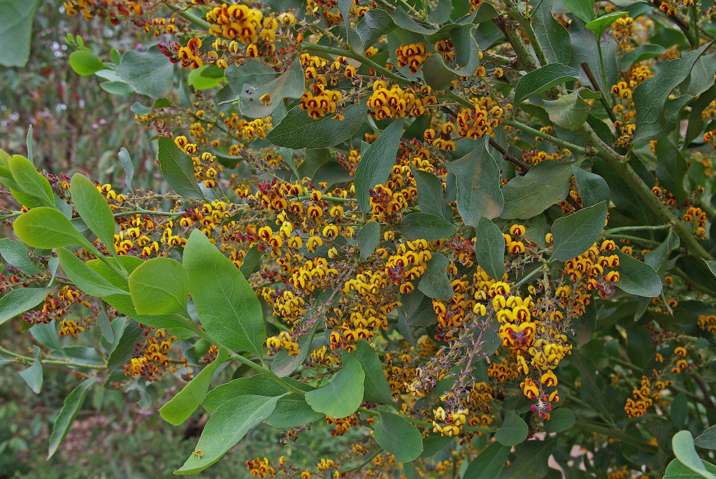 Daviesia latifolia (hero image)