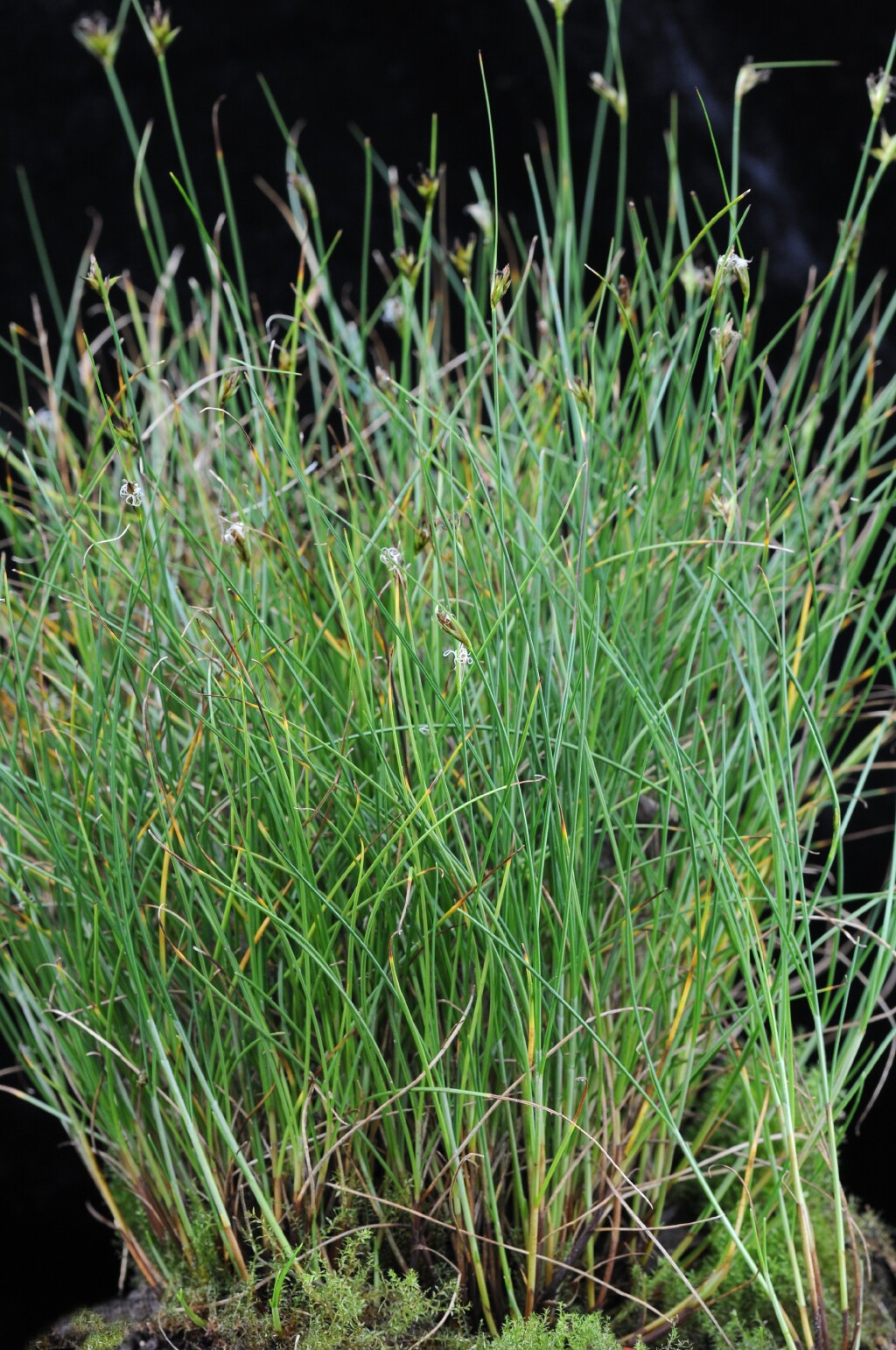 Carex archeri (hero image)