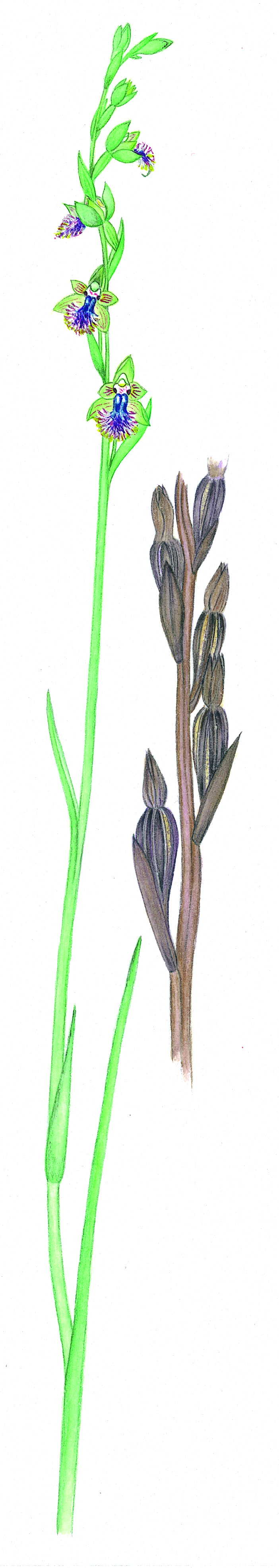 Calochilus campestris (hero image)