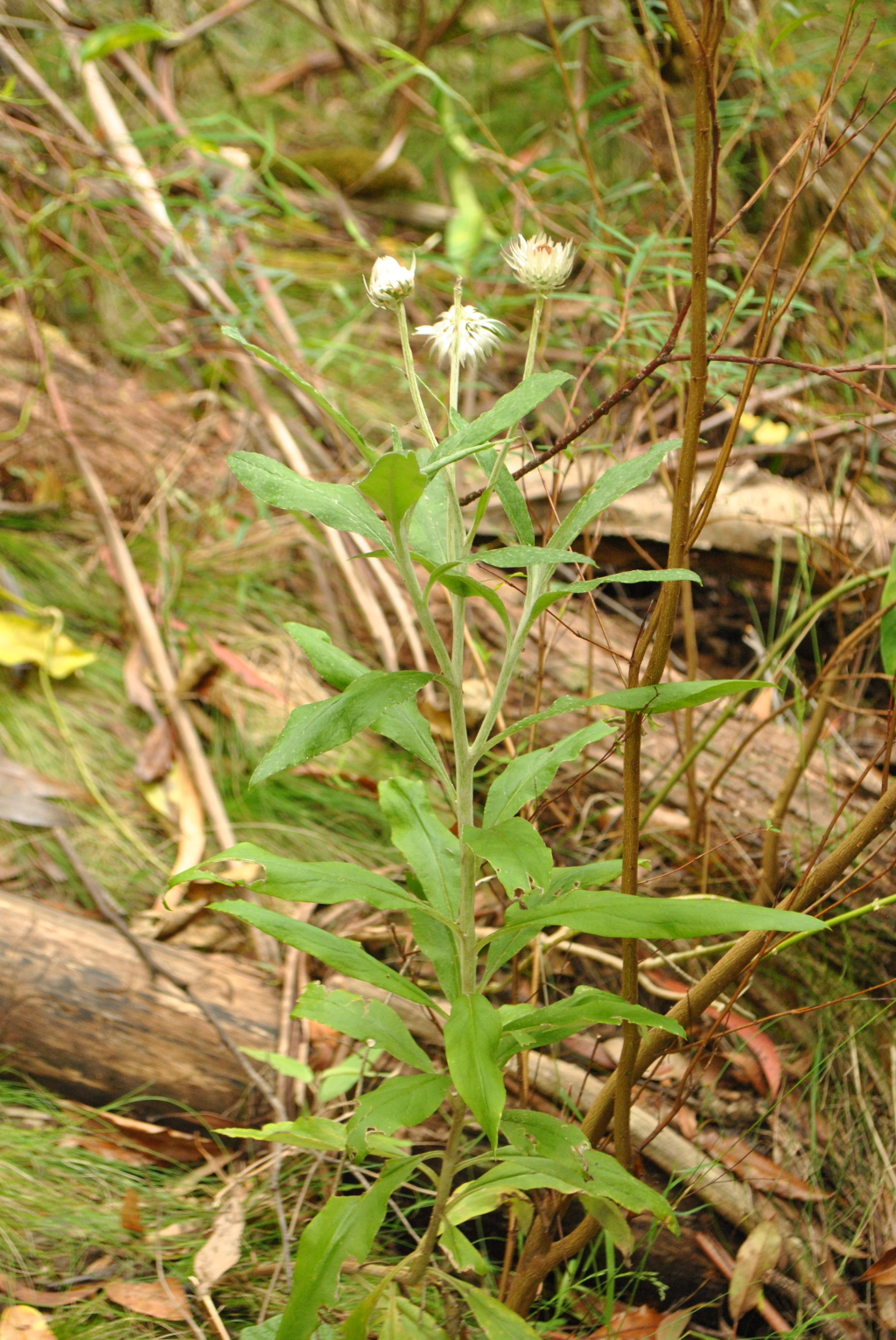 Coronidium elatum subsp. elatum (hero image)