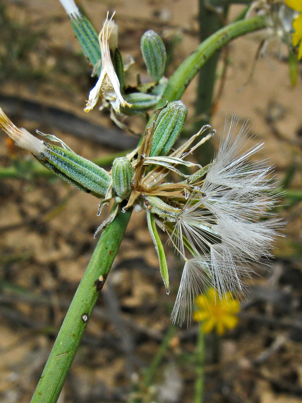 Chondrilla juncea (hero image)