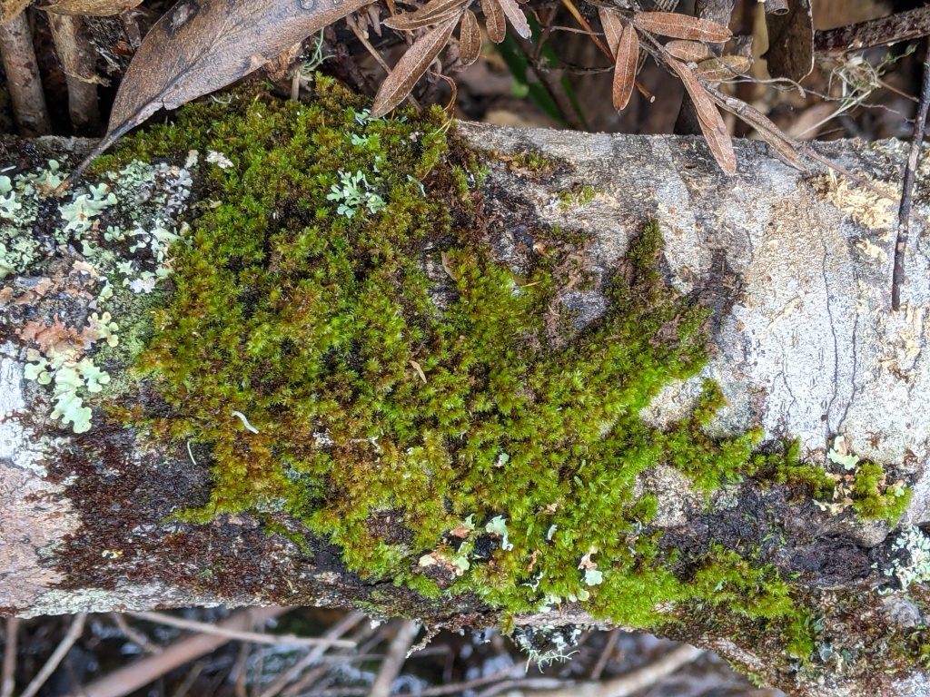Dicranaceae (hero image)